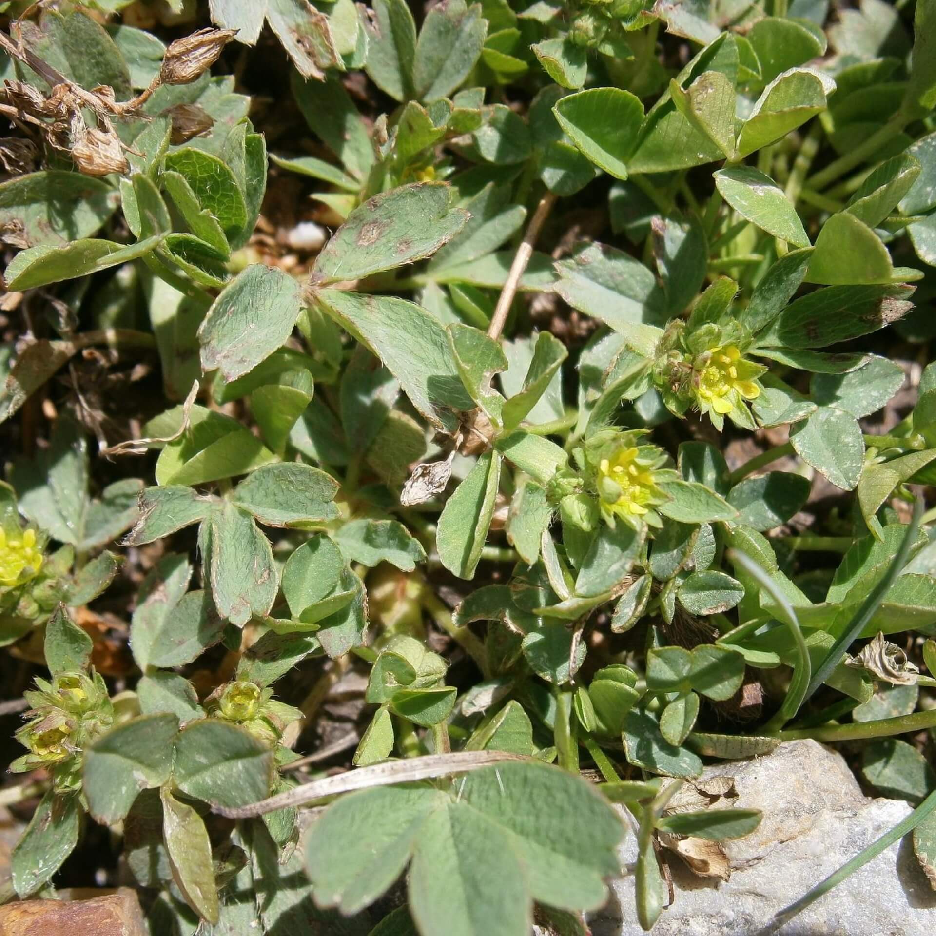 Gelbling (Sibbaldia procumbens)