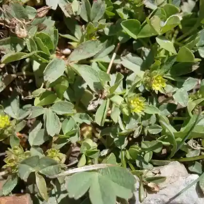Foto von Gelbling (Sibbaldia procumbens)
