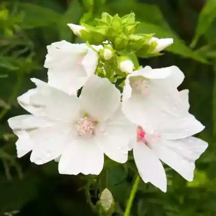 Foto von Präriemalve (Sidalcea candida)