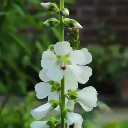 Foto von Präriemalve 'Bianca' (Sidalcea candida 'Bianca')