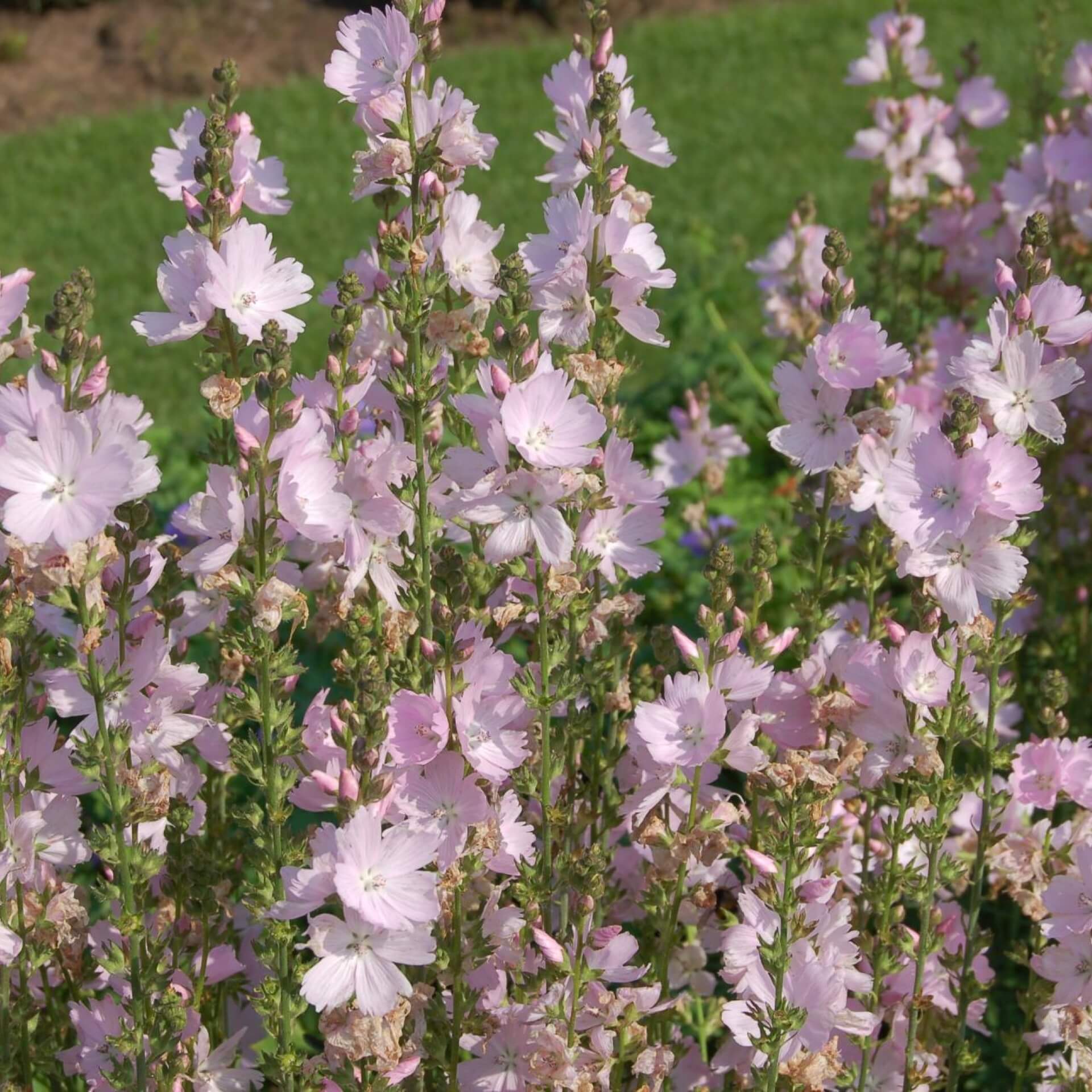 Präriemalve 'Elsie Heugh' (Sidalcea malviflora 'Elsie Heugh')