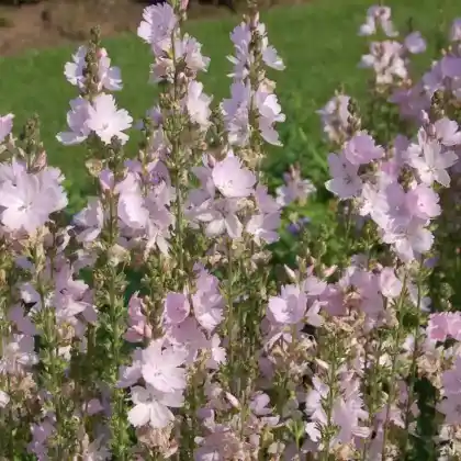 Foto von Präriemalve 'Elsie Heugh' (Sidalcea malviflora 'Elsie Heugh')