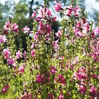 Foto von Präriemalve 'Rosanna' (Sidalcea malviflora 'Rosanna')