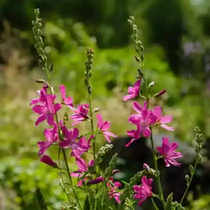 Foto von Präriemalve (Sidalcea oregana)