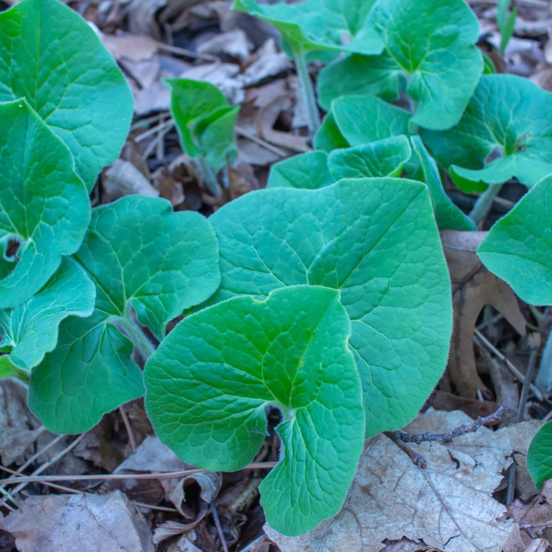 Kanadische Haselwurz (Asarum canadense)