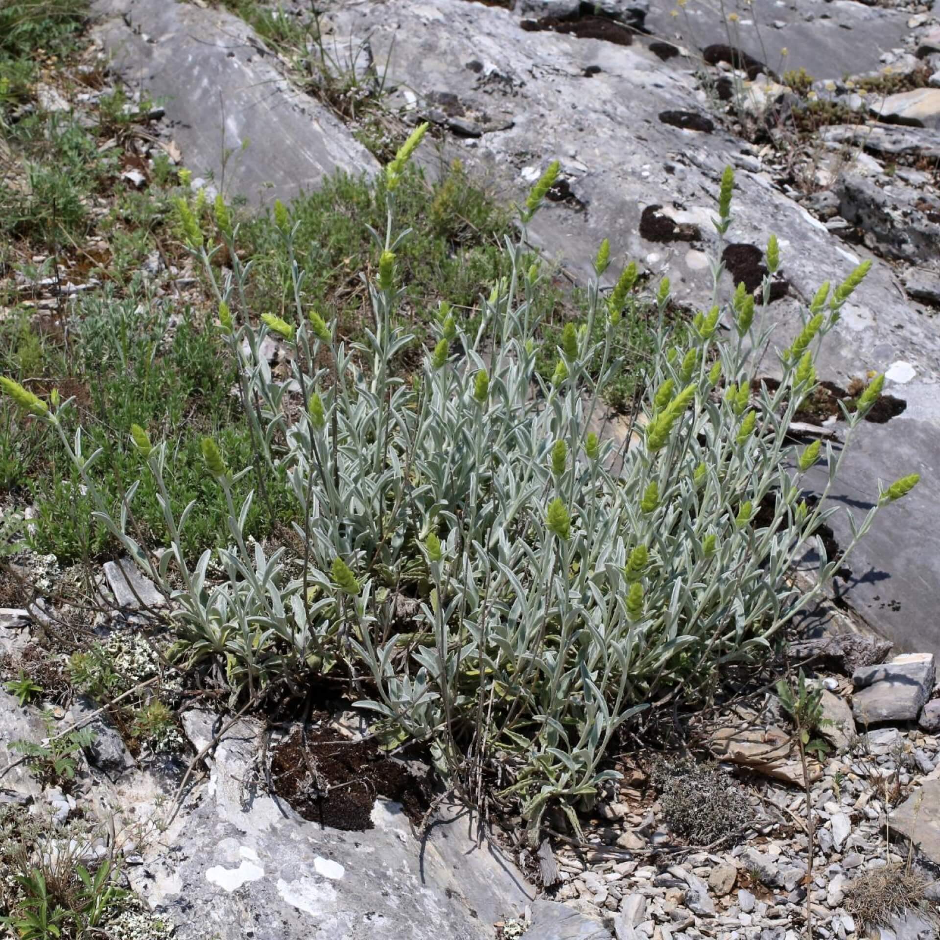 Syrisches Gliedkraut (Sideritis syriaca)