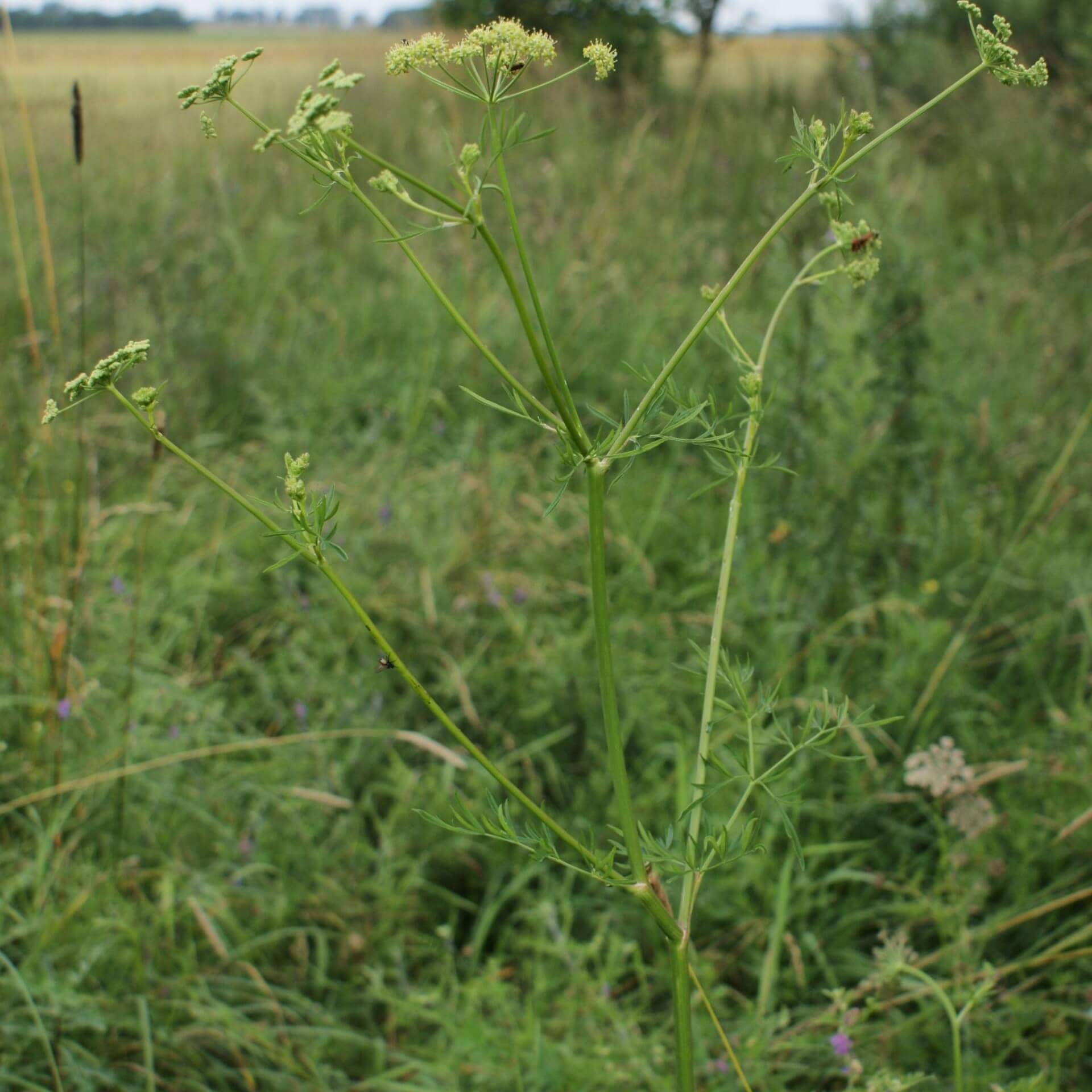 Wiesen-Silau (Silaum silaus)