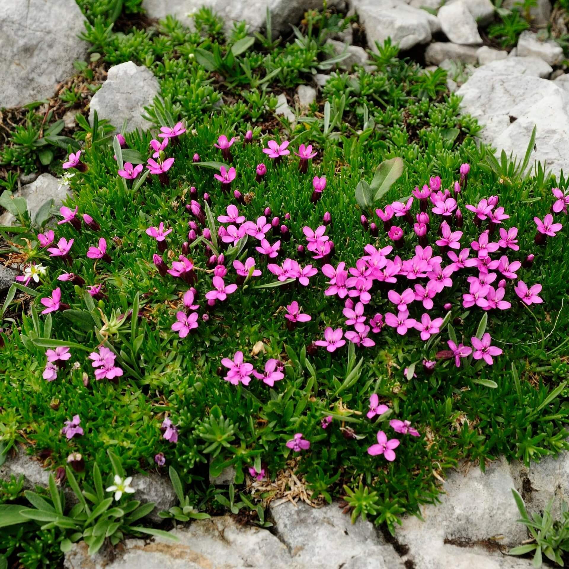 Stängelloses Leimkraut (Silene acaulis)