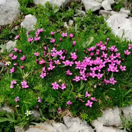 Foto von Stängelloses Leimkraut (Silene acaulis)