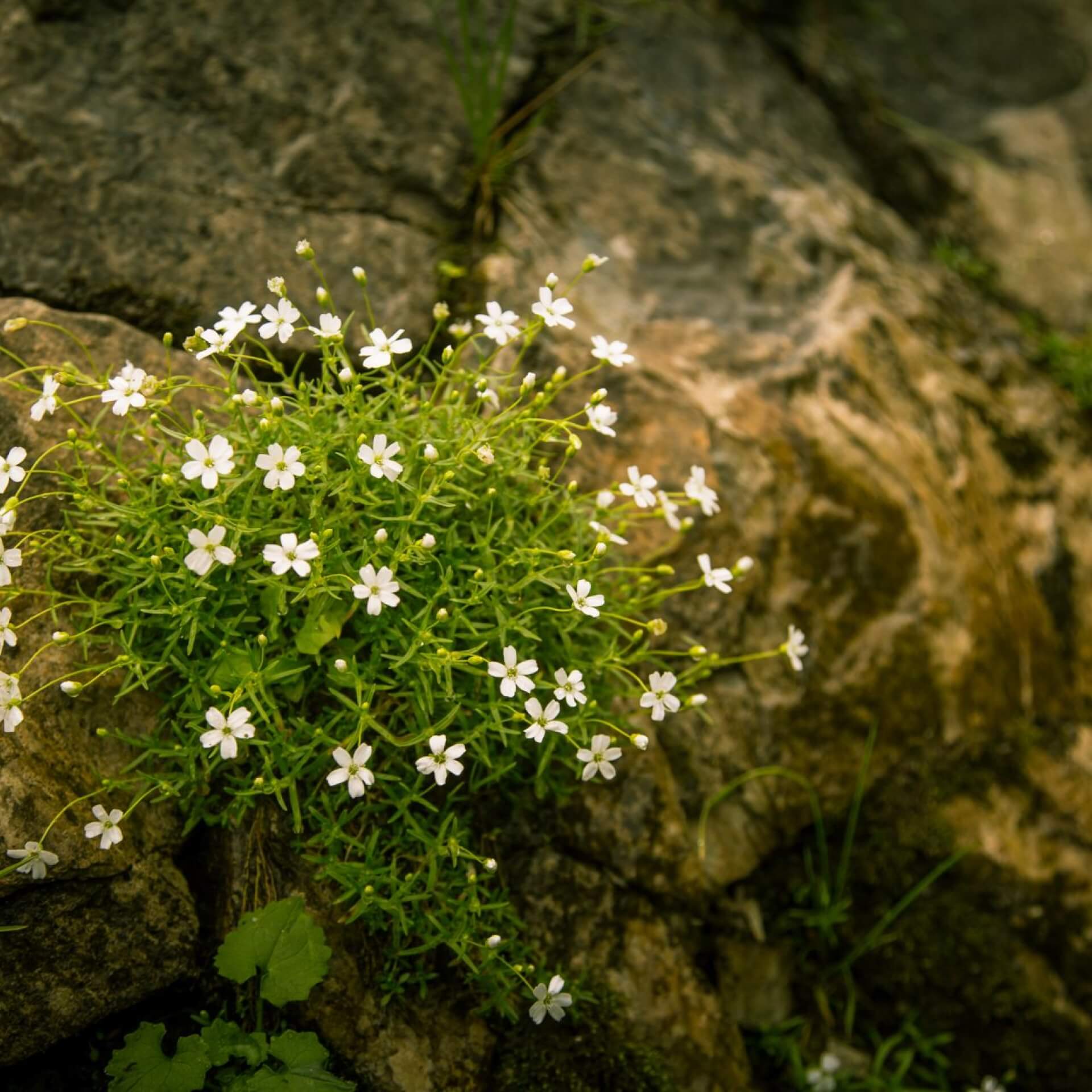 Alpen-Leimkraut (Silene alpestris)