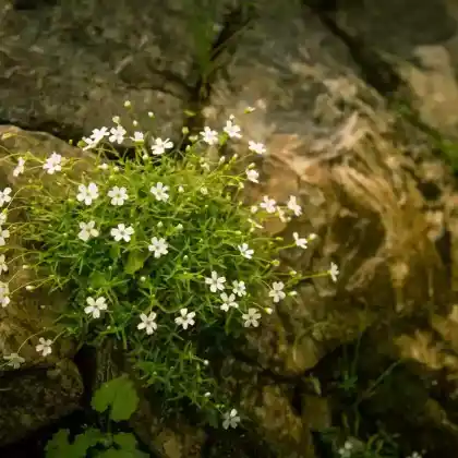 Foto von Alpen-Leimkraut (Silene alpestris)