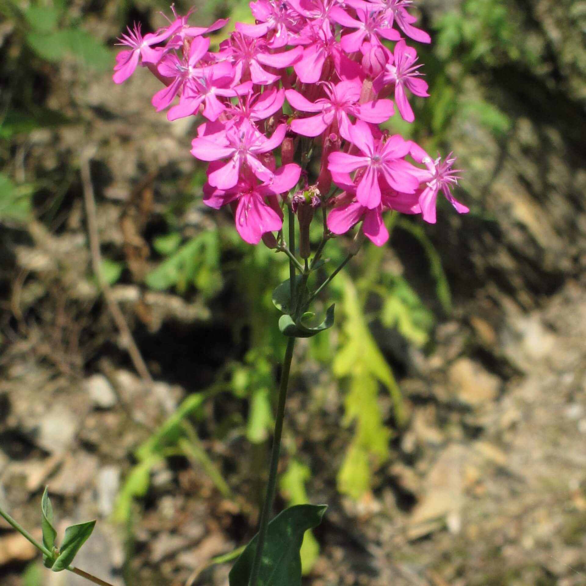 Nelkenleimkraut (Silene armeria)