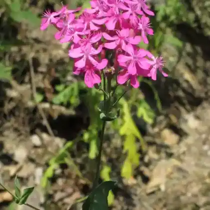 Foto von Nelkenleimkraut (Silene armeria)
