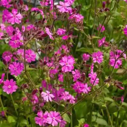 Foto von Rote Lichtnelke (Silene dioica)