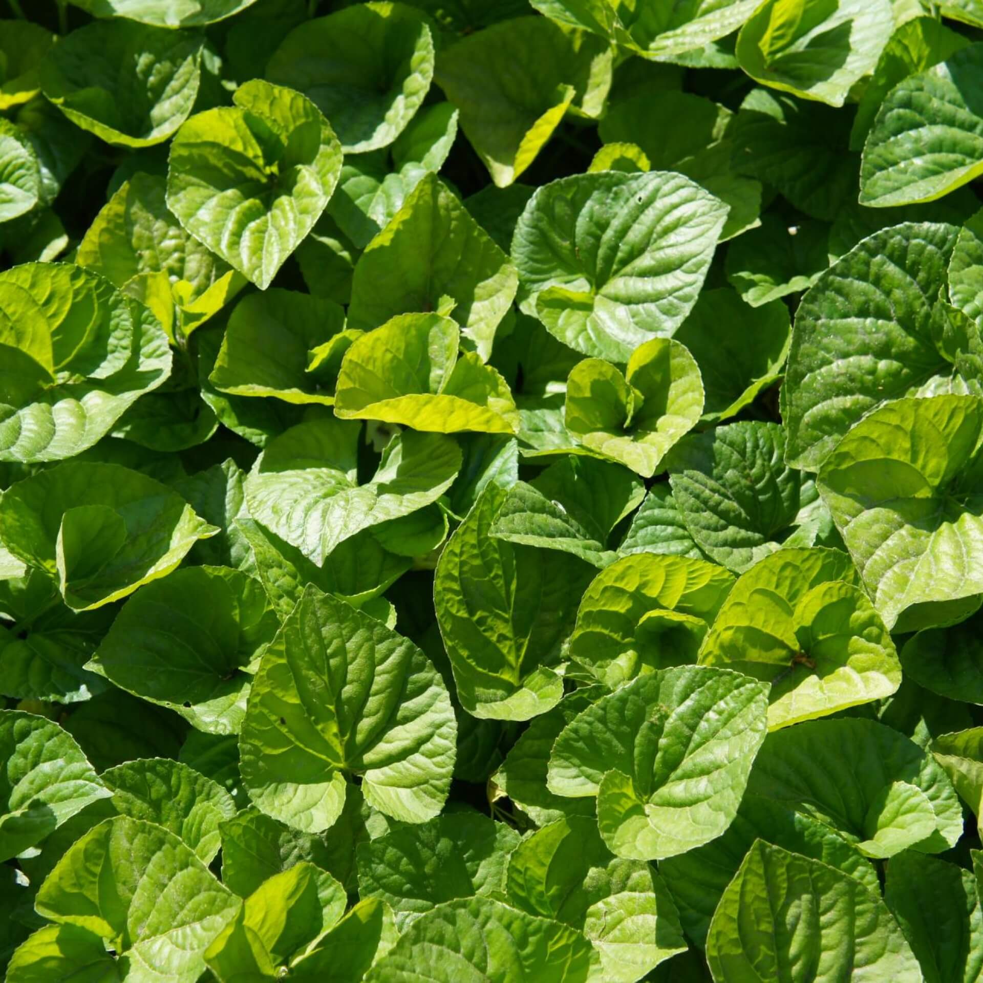 Geschwänzte Haselwurz (Asarum caudatum)