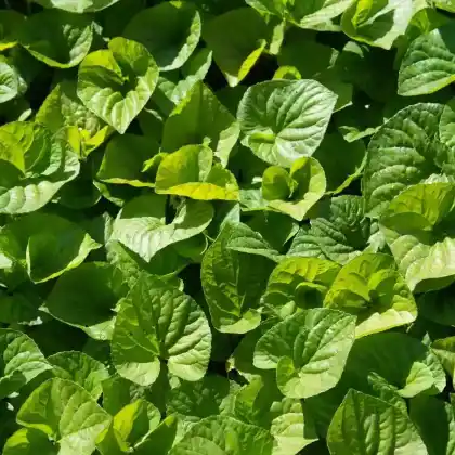 Foto von Geschwänzte Haselwurz (Asarum caudatum)