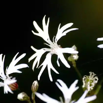 Foto von Kuckucks-Lichtnelke 'White Robin' (Lychnis flos-cuculi 'White Robin')