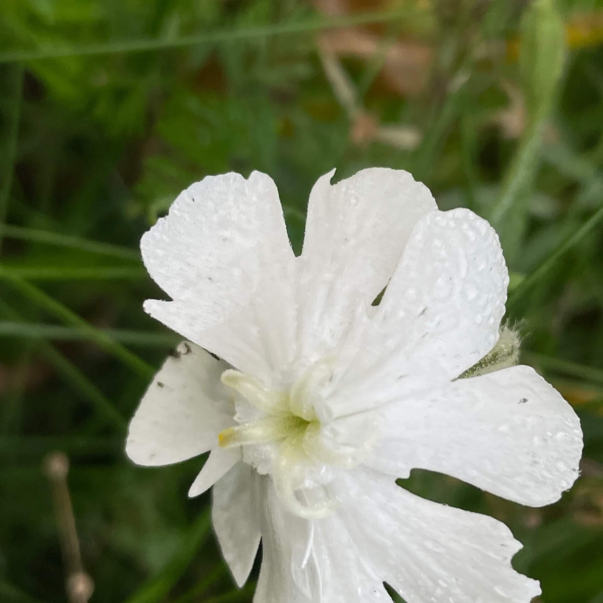 Breitblättrige Lichtnelke (Silene latifolia)