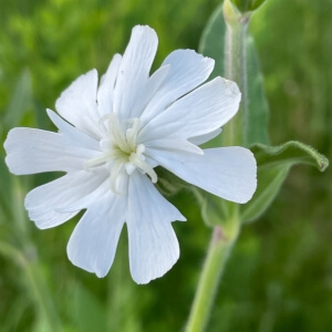 Silene latifolia alba