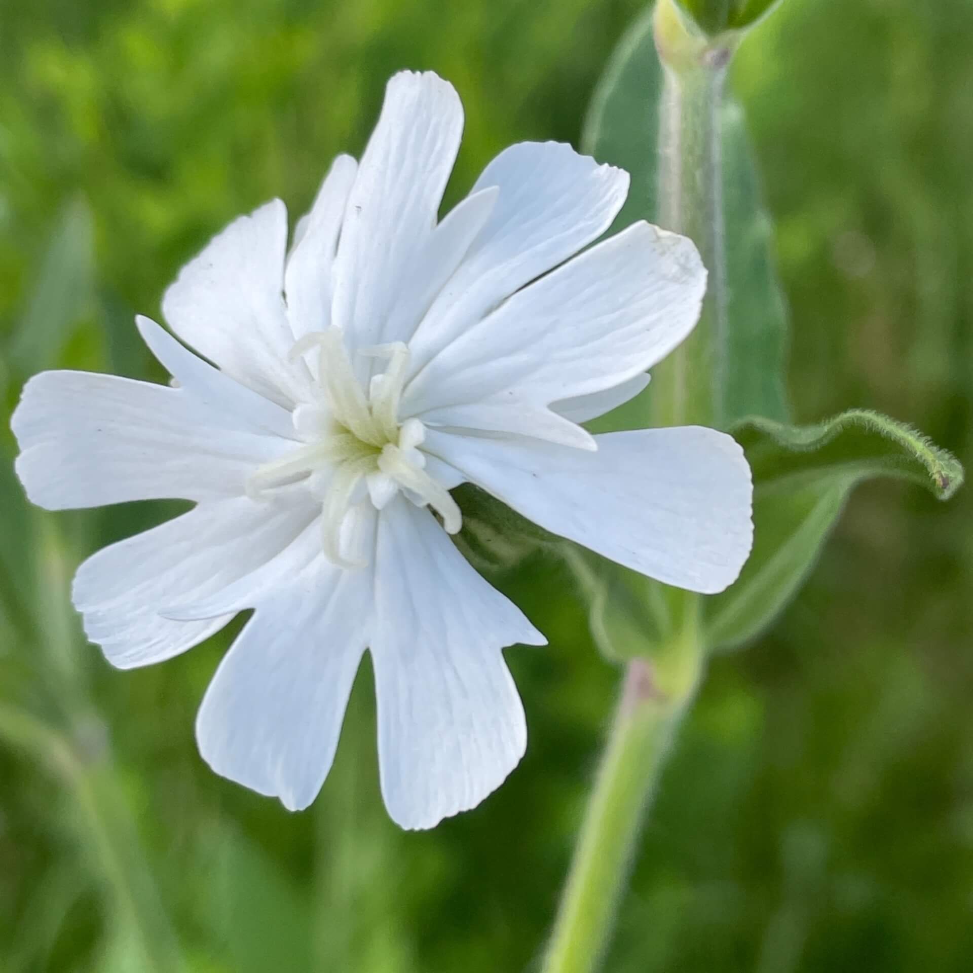 Weiße Lichtnelke (Silene latifolia alba)