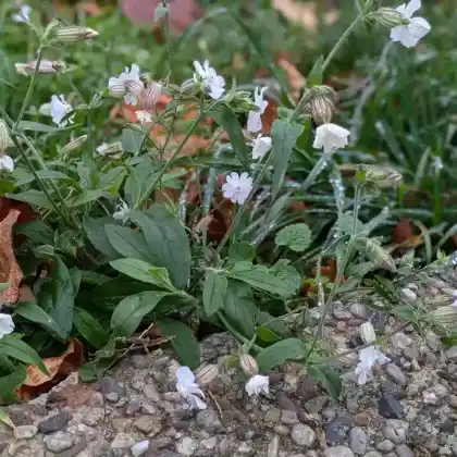 Foto von Weiße Lichtnelke (Silene latifolia alba)