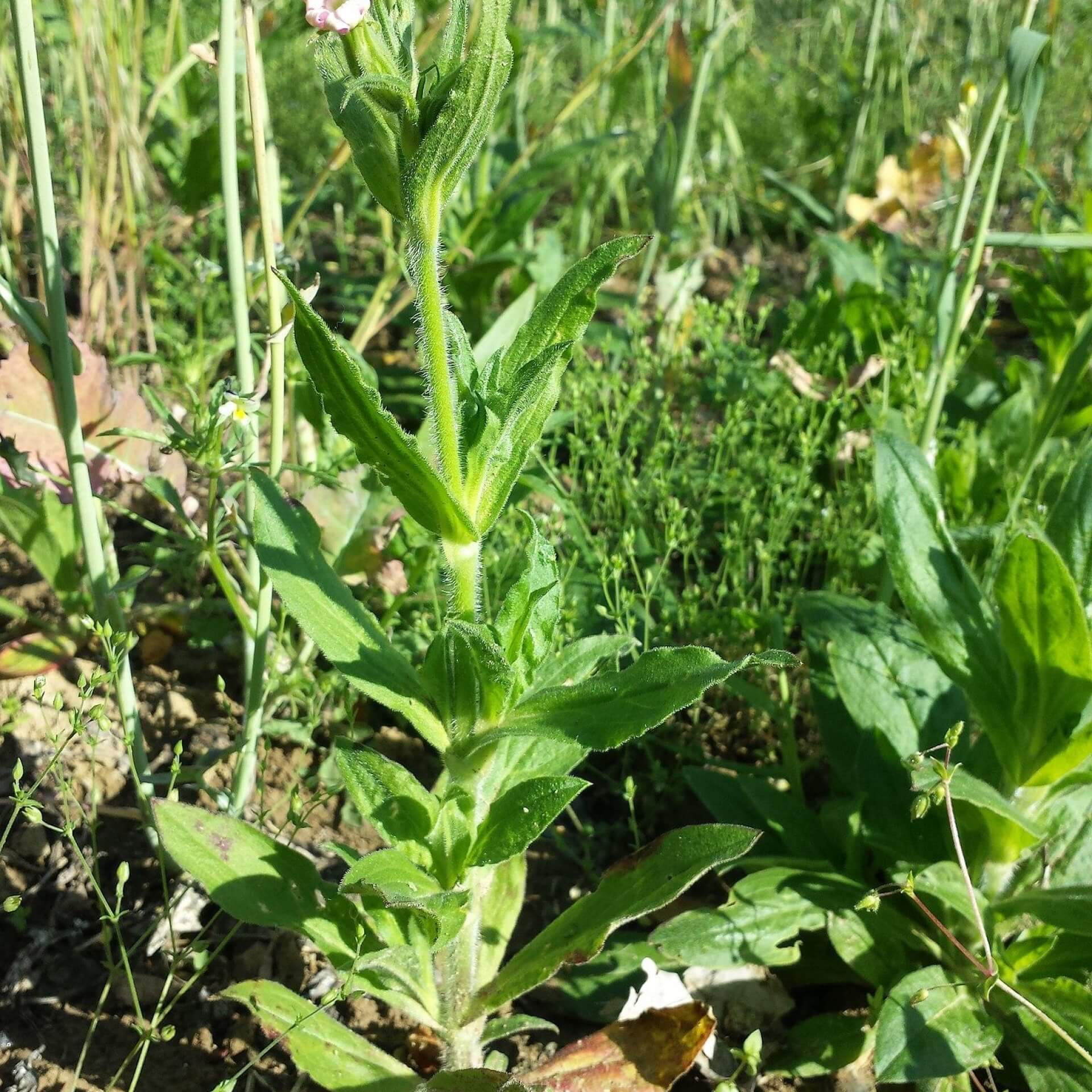 Acker-Lichtnelke (Silene noctiflora)