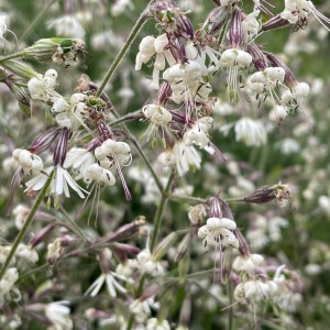 Silene nutans
