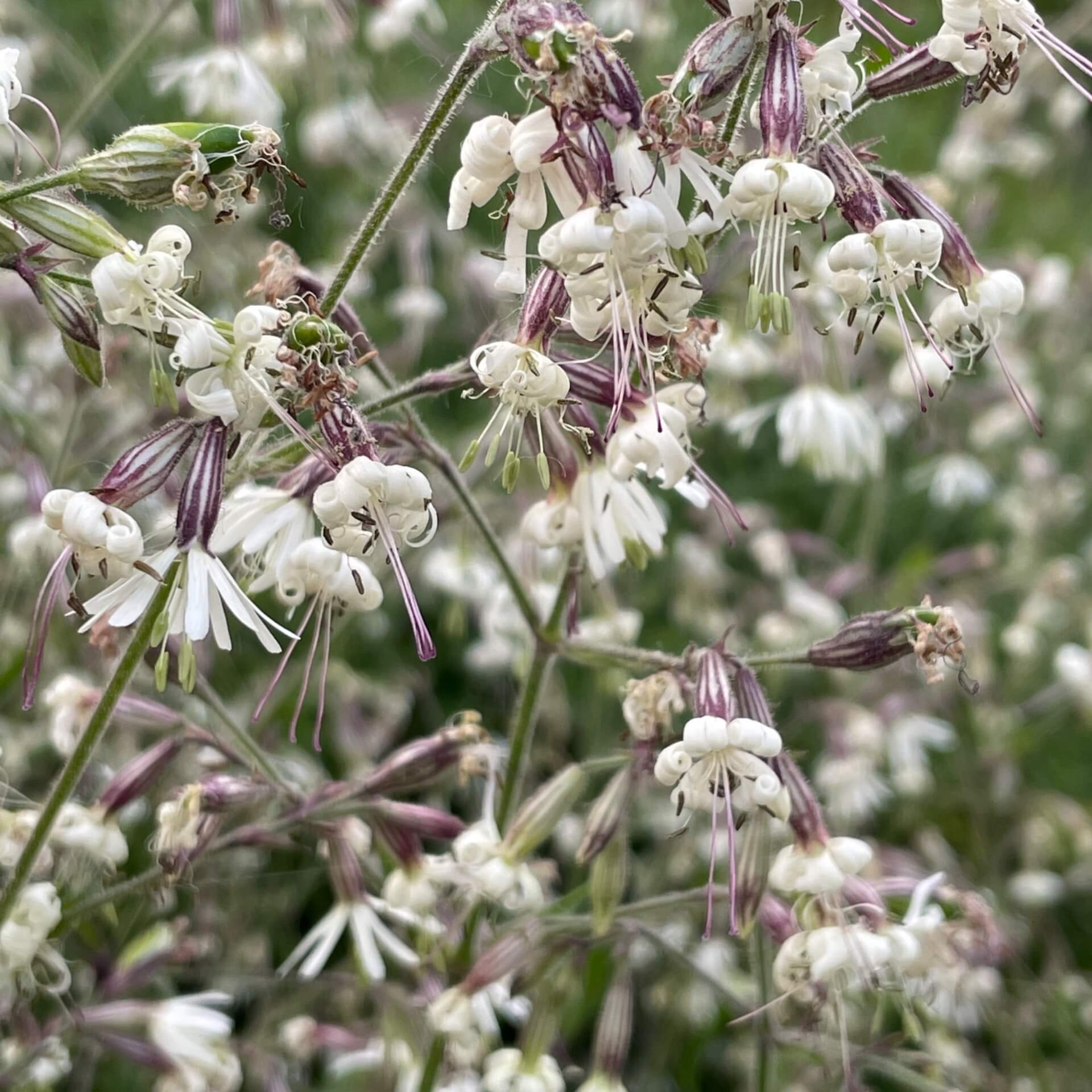 Nickendes Leimkraut (Silene nutans)