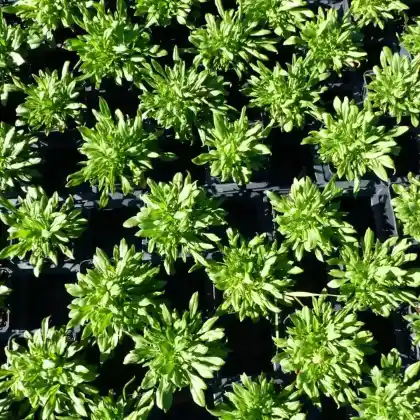 Foto von Leimkraut 'Splendens' (Silene schafta 'Splendens')