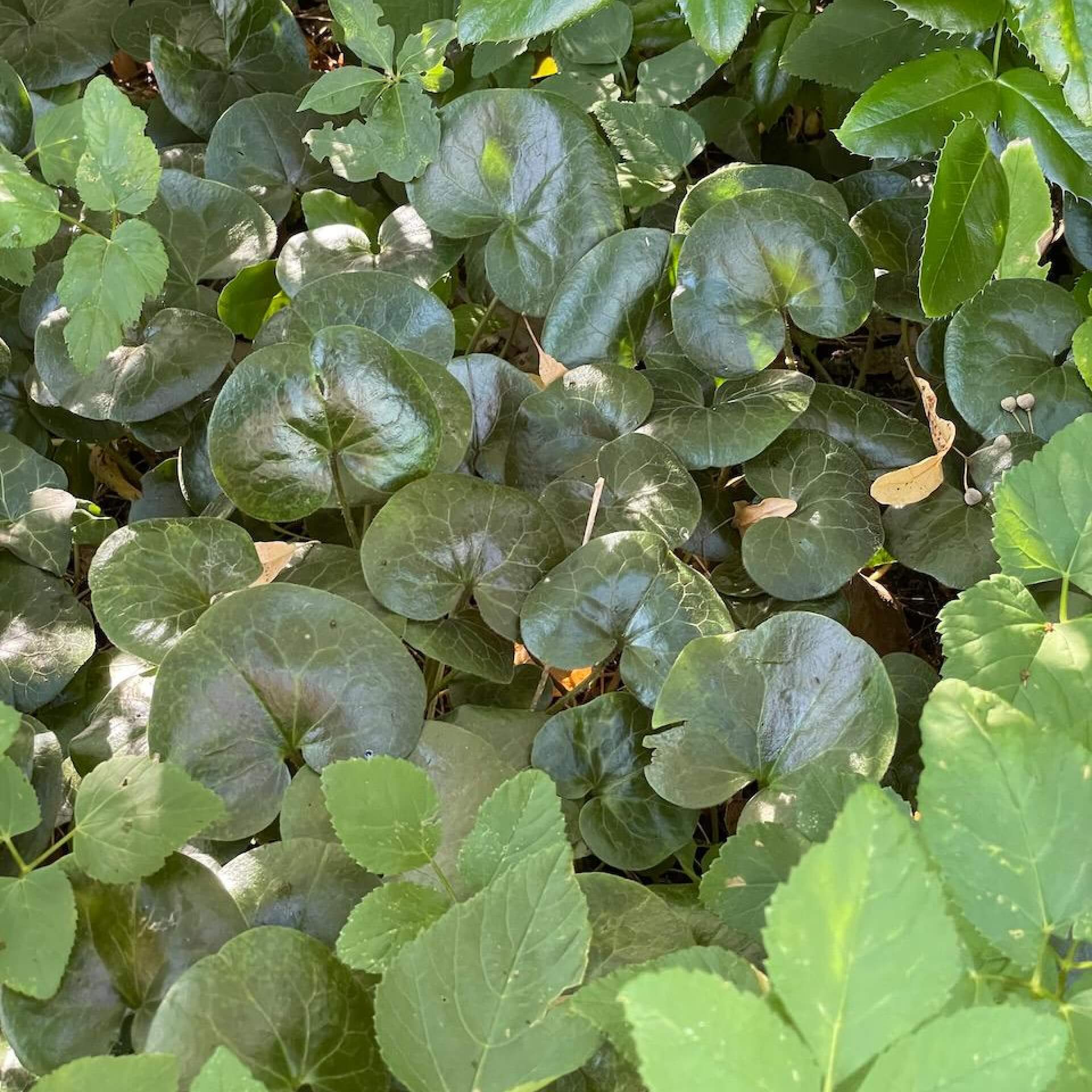 Heimische Haselwurz (Asarum europaeum)