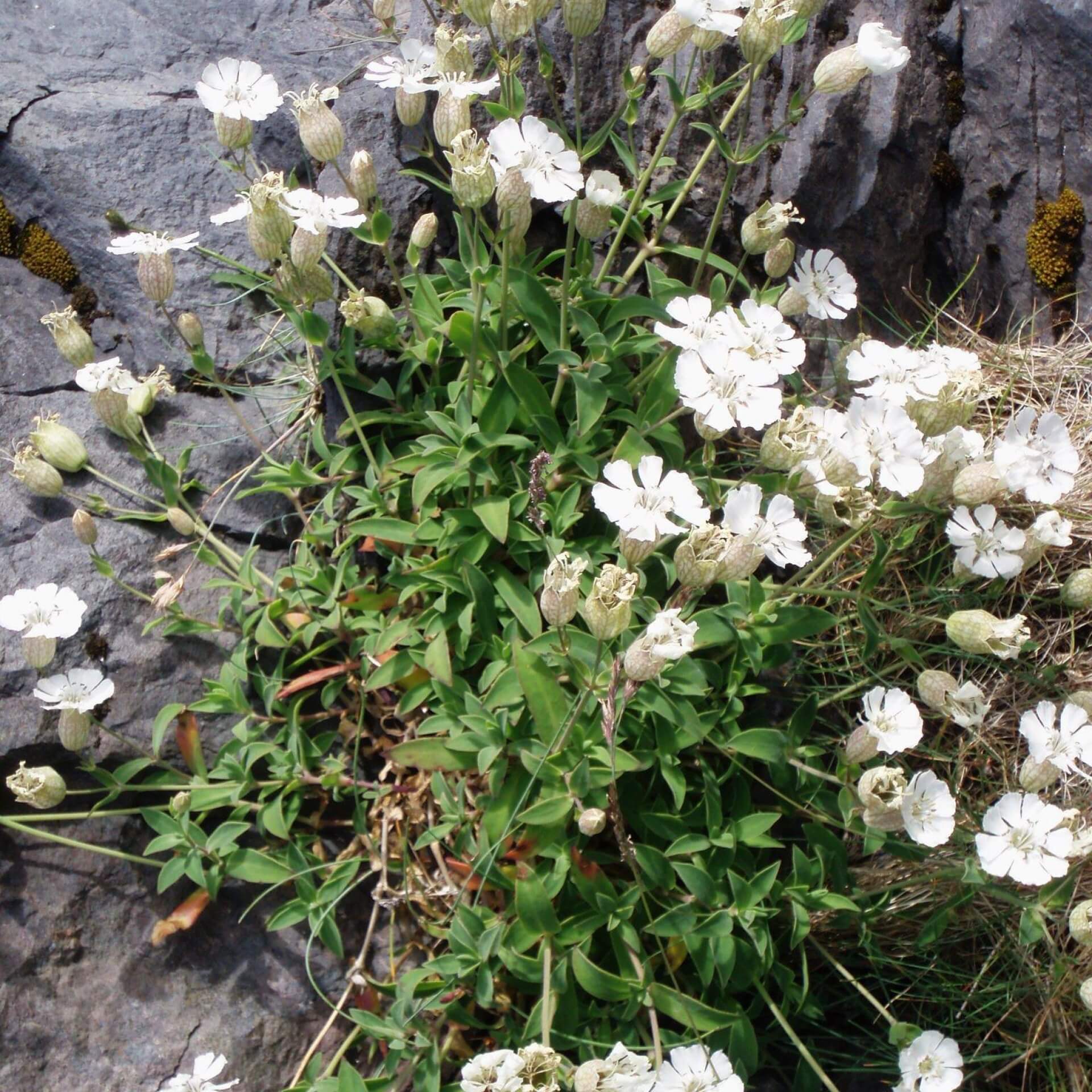 Klippen-Leimkraut (Silene uniflora)