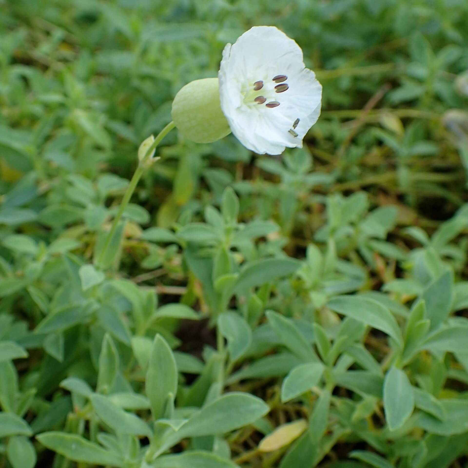 Leimkraut 'Weisskehlchen' (Silene uniflora 'Weißkehlchen')