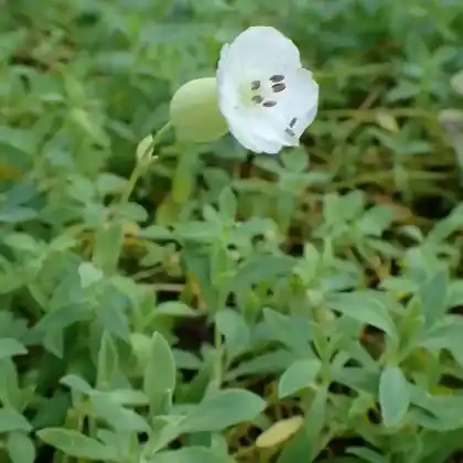 Foto von Leimkraut 'Weisskehlchen' (Silene uniflora 'Weißkehlchen')