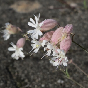 Silene vulgaris