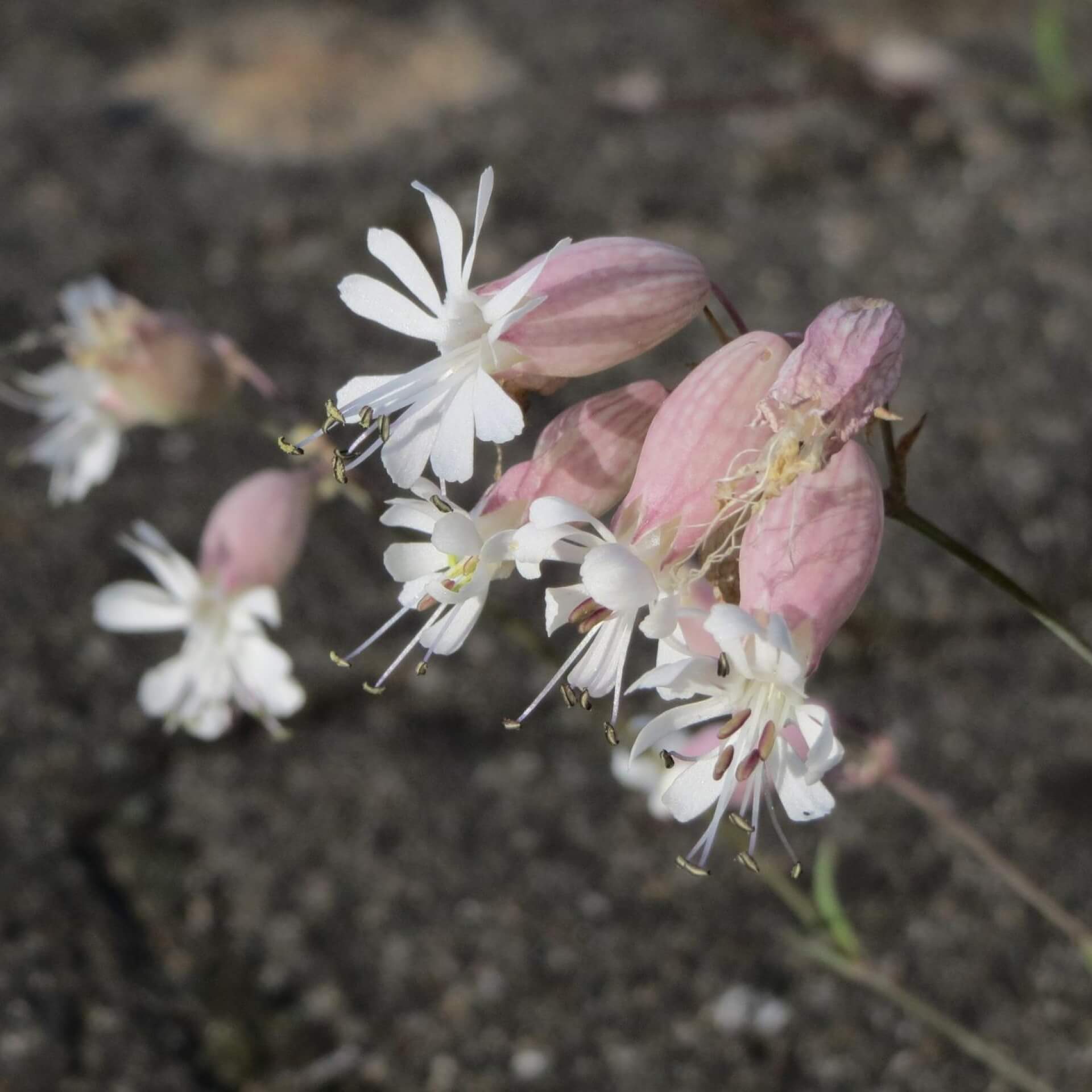 Gemeines Leimkraut (Silene vulgaris)