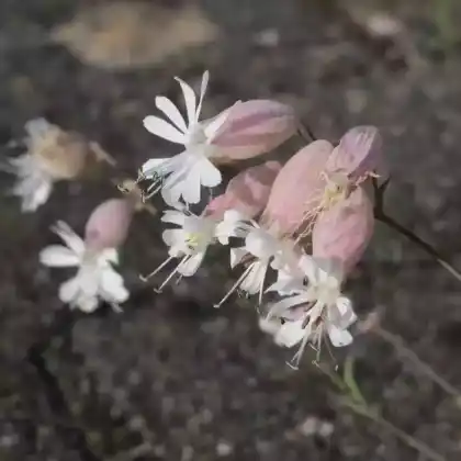 Foto von Gemeines Leimkraut (Silene vulgaris)
