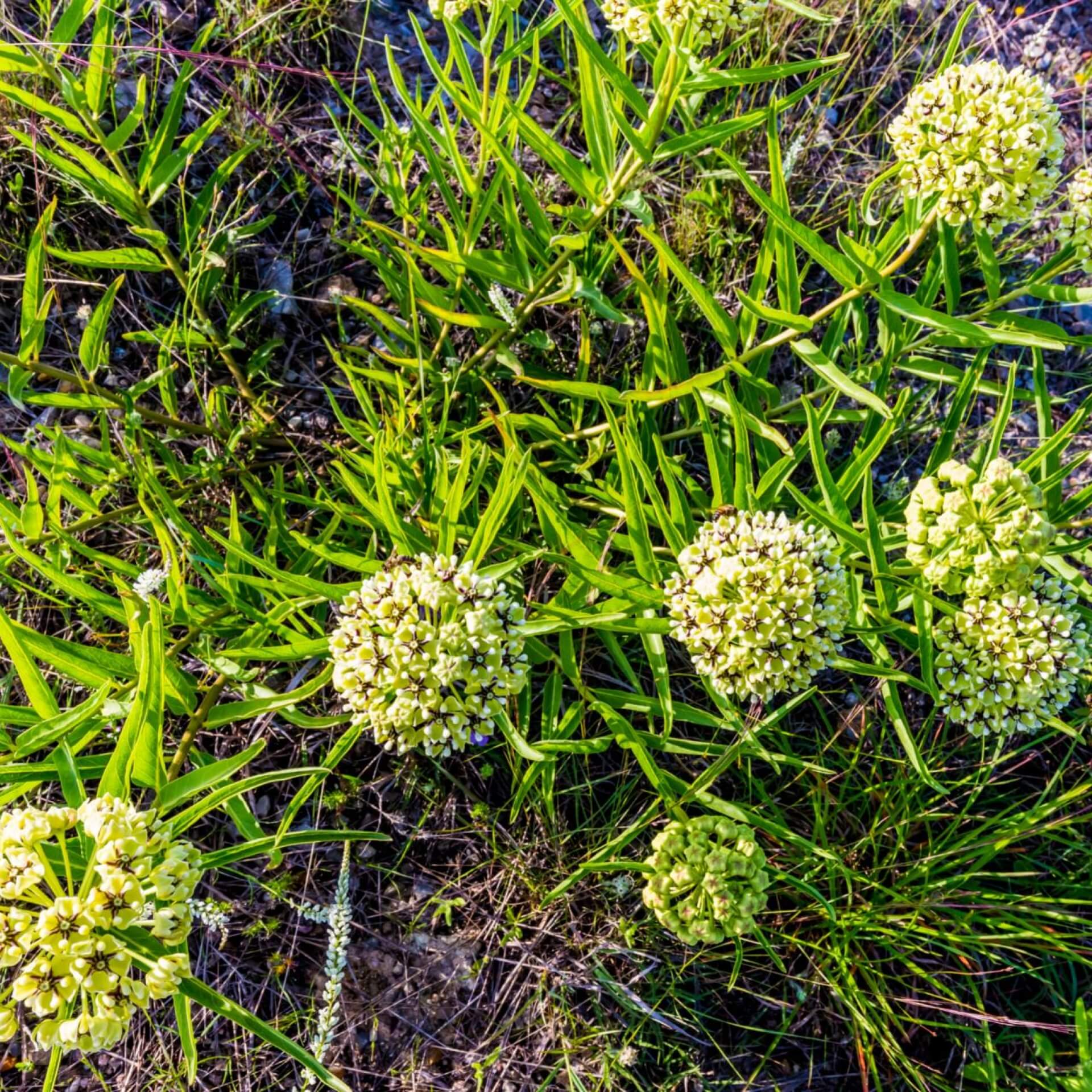 Seidenpflanze (Asclepias asperula)