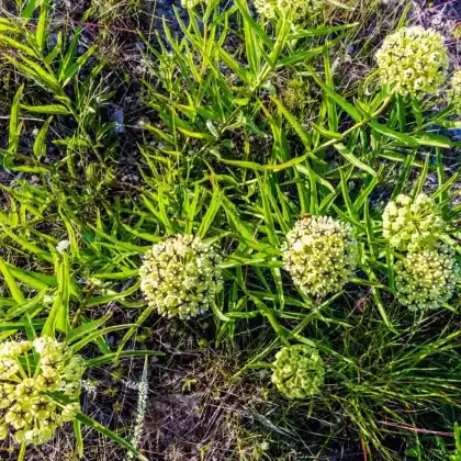 Foto von Seidenpflanze (Asclepias asperula)