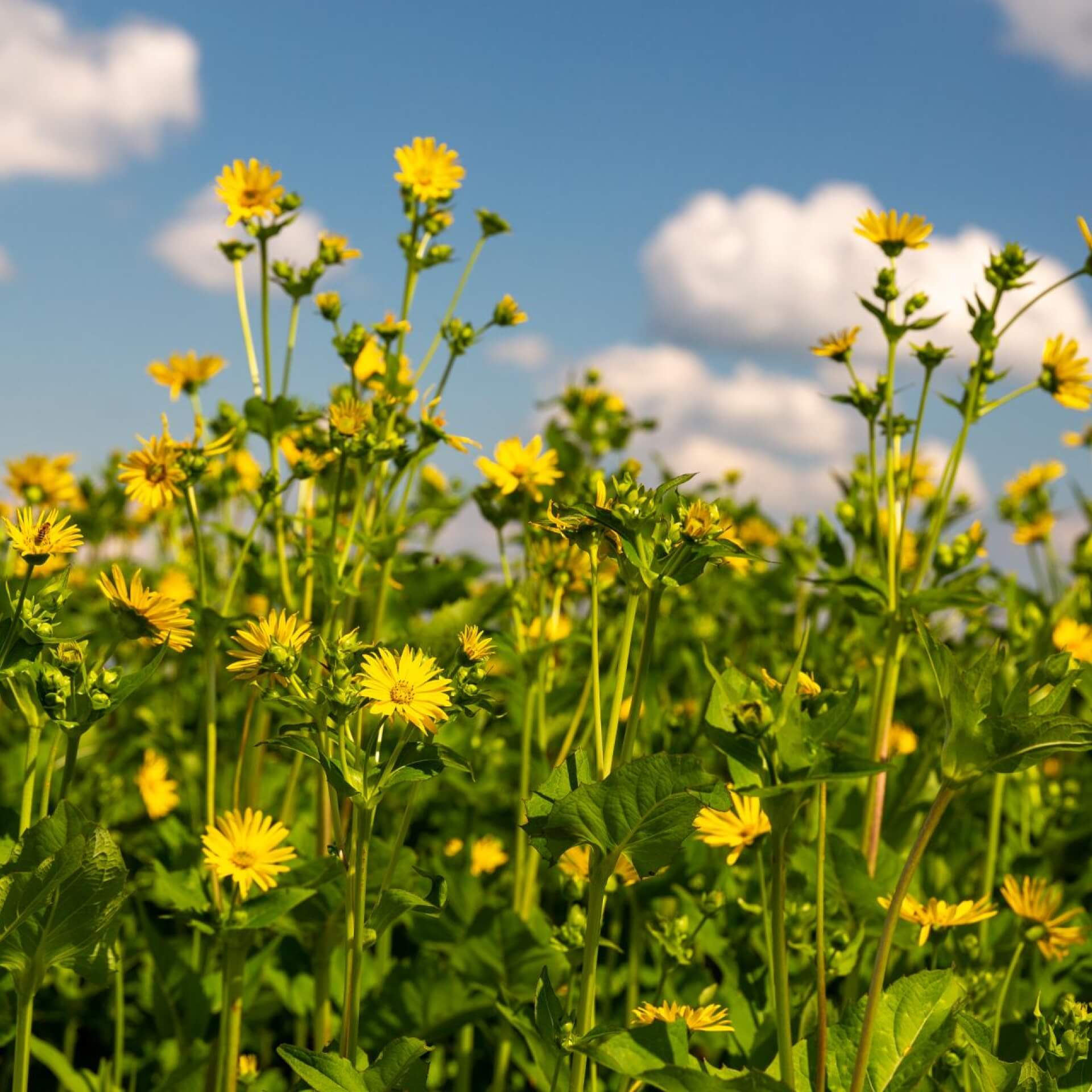 Verwachsenblättrige Becherpflanze (Silphium perfoliatum)