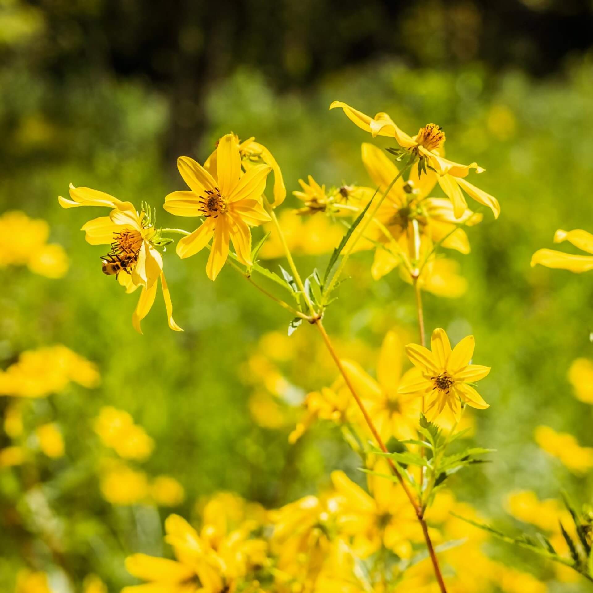 Harzige Becherpflanze (Silphium terebinthinaceum)