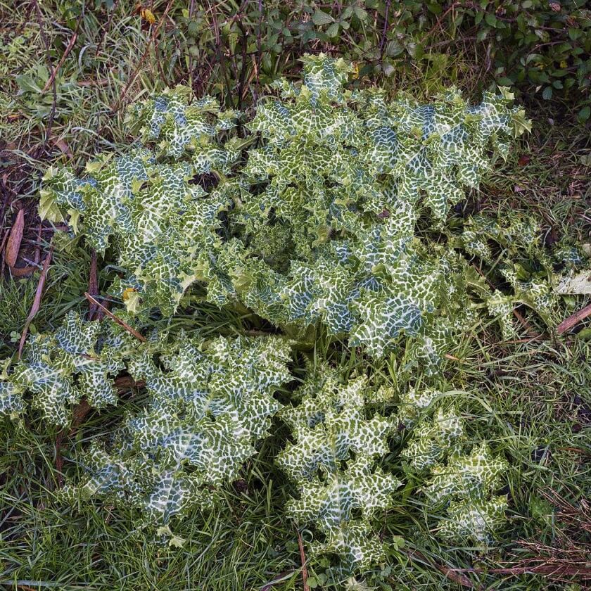 Mariendistel / Silybum marianum