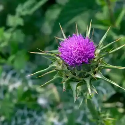 Foto von Mariendistel (Silybum marianum)