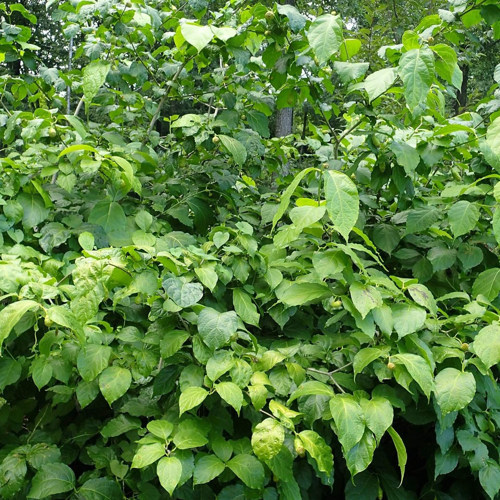 Chinesischer Gewürzstrauch (Sinocalycanthus chinensis)