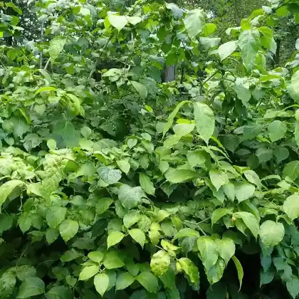 Foto von Chinesischer Gewürzstrauch (Sinocalycanthus chinensis)