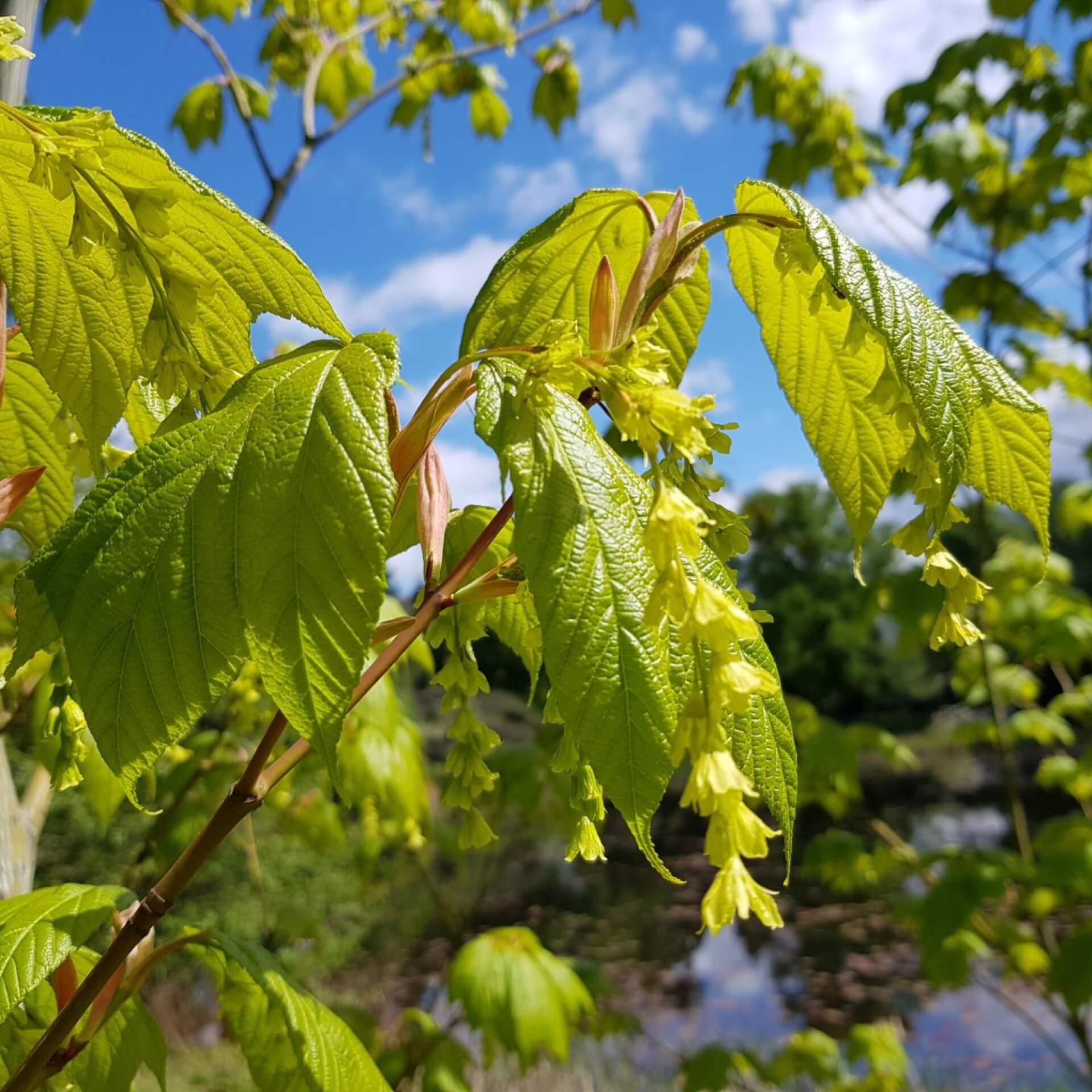 Amerikanischer Schlangenhaut-Ahorn (Acer pensylvanicum)