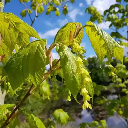 Foto von Amerikanischer Schlangenhaut-Ahorn (Acer pensylvanicum)