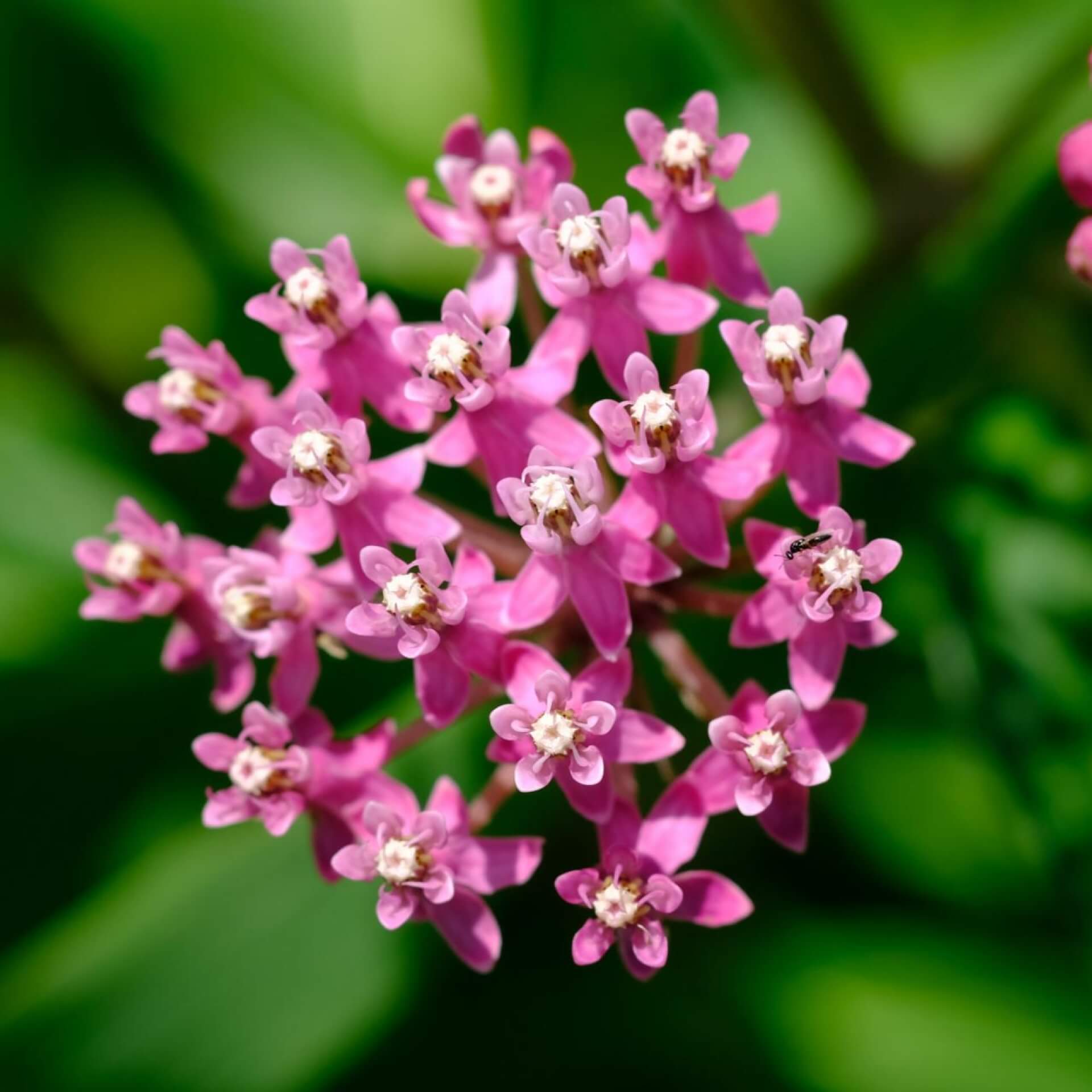 Sumpf-Seidenpflanze (Asclepias incarnata)