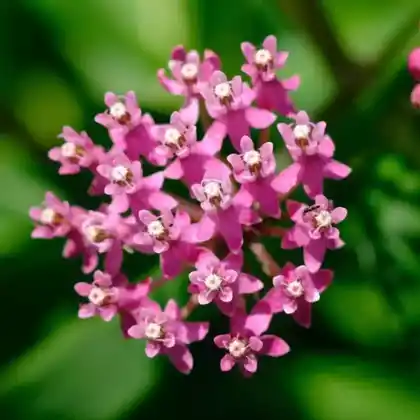 Foto von Sumpf-Seidenpflanze (Asclepias incarnata)