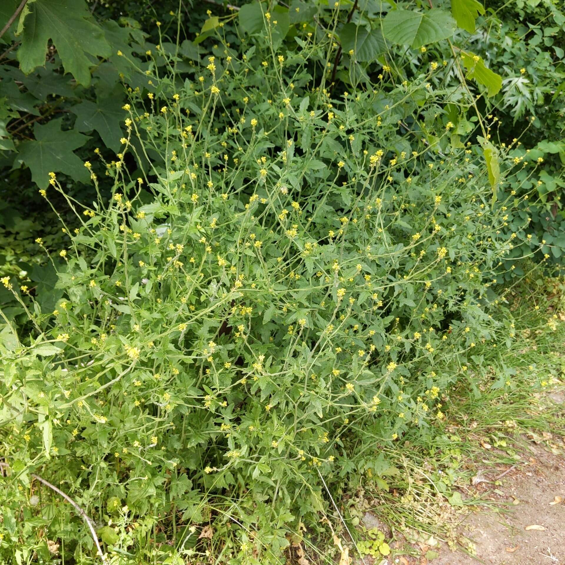 Weg-Rauke (Sisymbrium officinale)