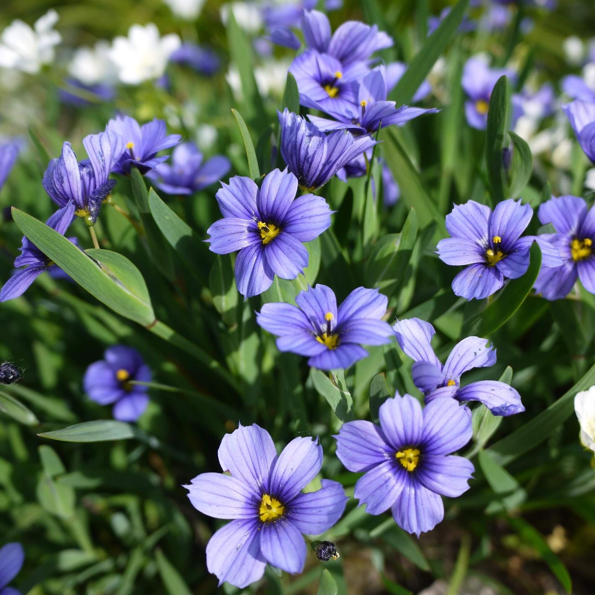 Blaue Binsenlilie (Sisyrinchium angustifolium)